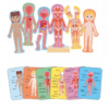 EL CUERPO HUMANO MAGNETICO - HUMAN BODY MAGNETIC PUZZLE