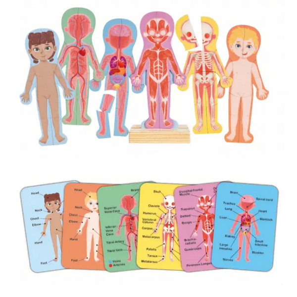 EL CUERPO HUMANO MAGNETICO - HUMAN BODY MAGNETIC PUZZLE