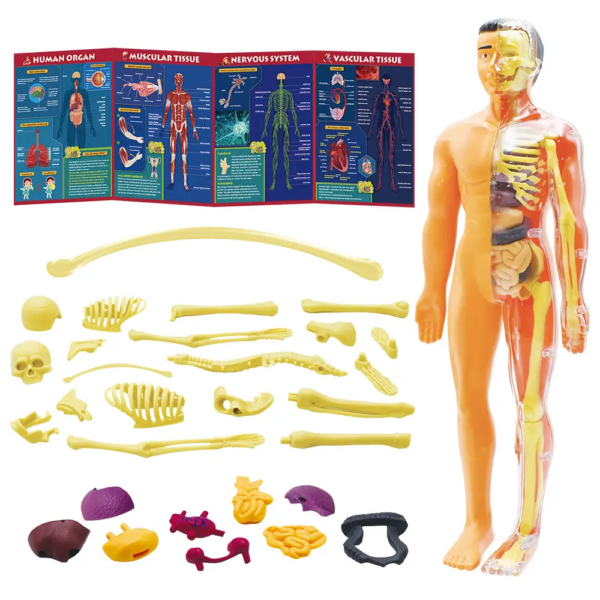 CUERPO HUMANO INTERACTIVO - INTERACTIVE HUMAN BODY